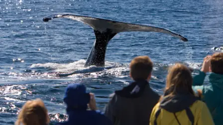 Whale Watching Newfoundland and Labrador